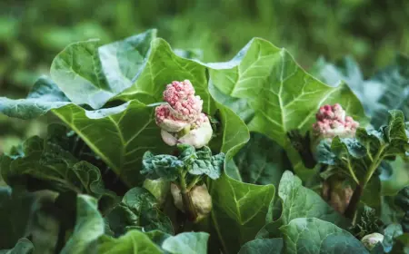 im-garten-wachsender-rhabarber-blueht-schon-im-april-und-kann-noch-verwendet-werden