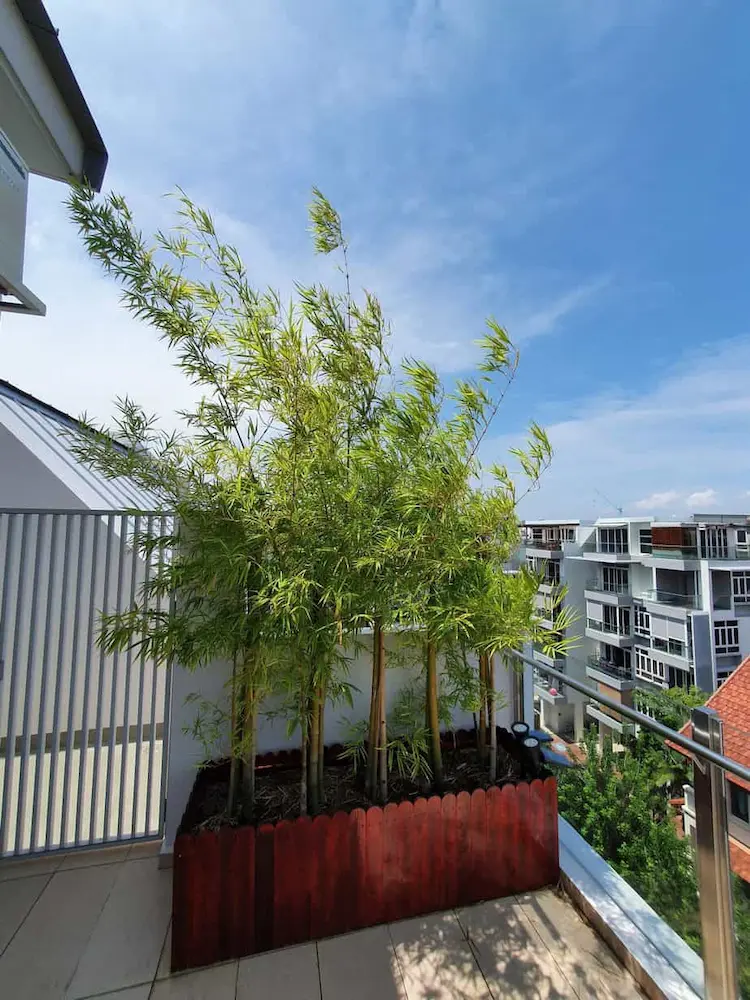 in-groesseren-blumenkasten-bambus-auf-dem-balkon-pflanzen-und-als-langfristigen-windschutz-verwenden