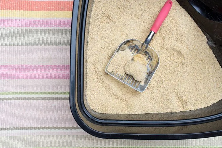 La arena aglomerada debe limpiarse diariamente