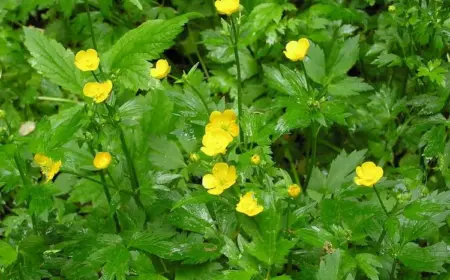 Kriechende Hahnenfuß (Ranunculus repens)