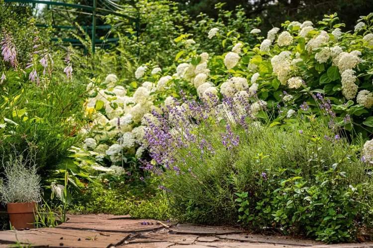 lavendel am beetrand und weiße hortensien im hintergrund