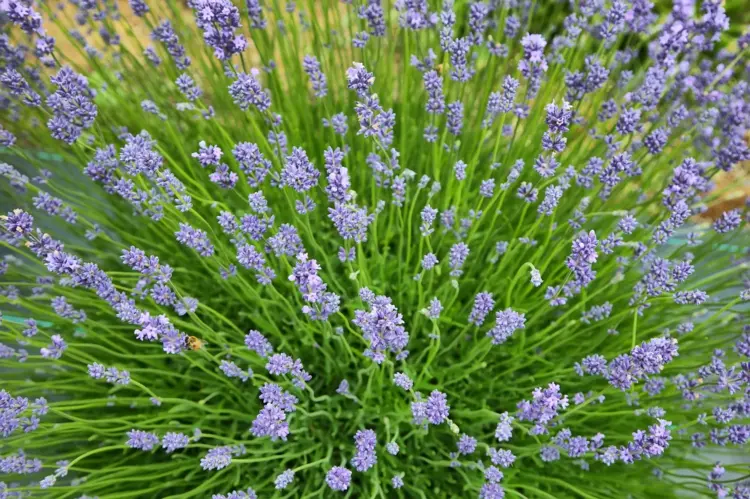 Lavendel mit anderen Pflanzen kombinieren, die einen mageren Boden bevorzugen