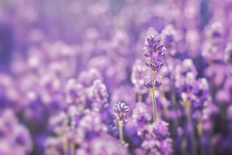 Lavendel mit anderen Pflanzen kombinieren - Diese Gräser, Kräuter und Blumen passen