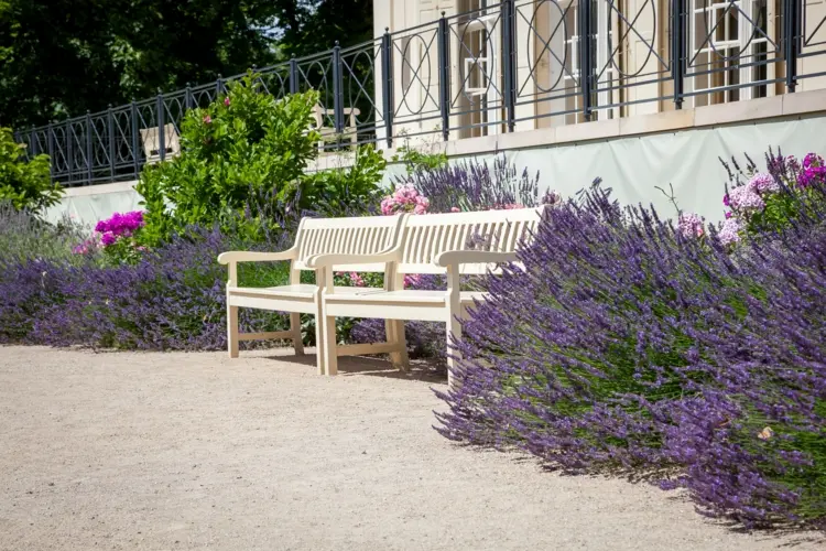 Lavendel mit anderen Pflanzen kombinieren im Garten mit voller Sonne