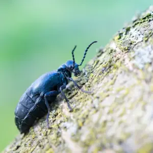 massnahmen-zur-insektenbekaempfung-ergreifen-und-den-kontakt-mit-oelkaefer-giftig-verhindern