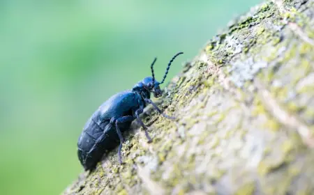 massnahmen-zur-insektenbekaempfung-ergreifen-und-den-kontakt-mit-oelkaefer-giftig-verhindern