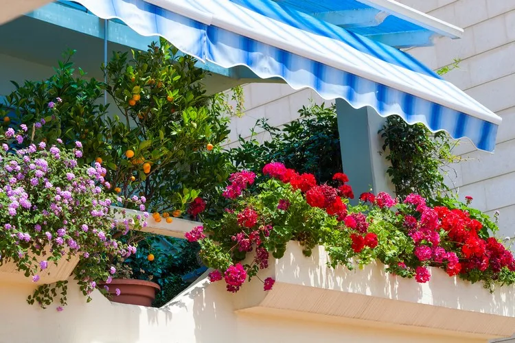 Mediterrane Pflanzen für Terrasse und Balkon - Diese sind bei guter Pflege ideal dafür geeignet
