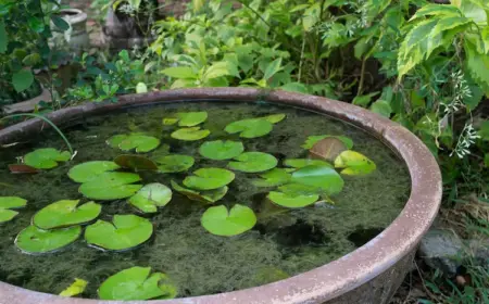 miniteich anlegen im garten für ein exotisches flair