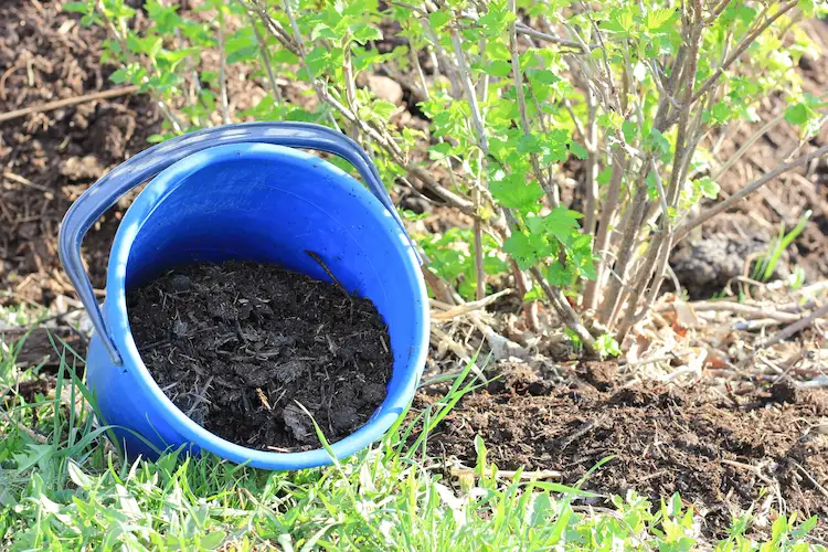 mulch-garden-soil-and-improve-soil-health-with-homemade-mulch