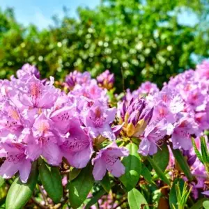 Mit welchen Hausmitteln kann man den Rhododendron düngen
