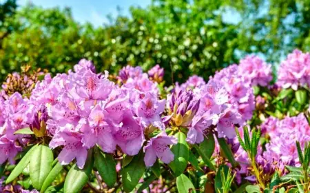 Mit welchen Hausmitteln kann man den Rhododendron düngen