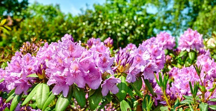 Mit welchen Hausmitteln kann man den Rhododendron düngen?