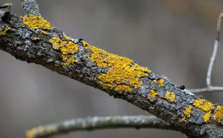 Moos und Flechten an Obstbäumen entfernen oder nicht