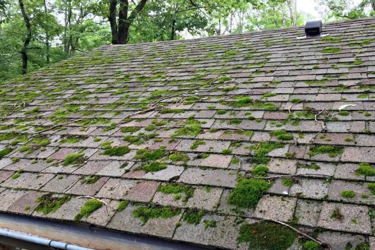 Mooswachstum auf Ihrem Dach verhindern