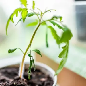 nach-anbau-von-tomaten-setzlinge-ziehen-und-probleme-wie-welke-blaetter-verhindern