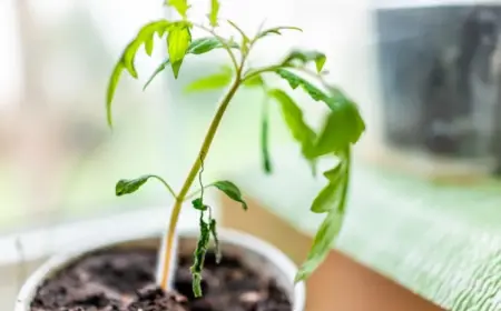 nach-anbau-von-tomaten-setzlinge-ziehen-und-probleme-wie-welke-blaetter-verhindern