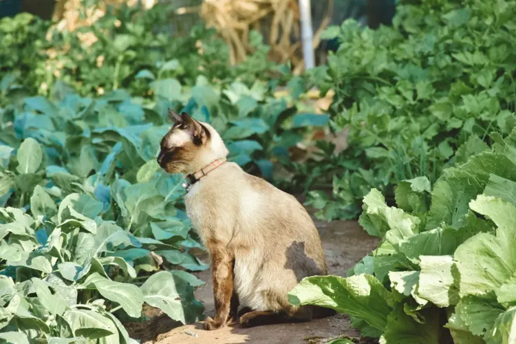 Nachbars Katze macht in meinen Garten - Mit Gerüchen können Sie dagegen vorgehen