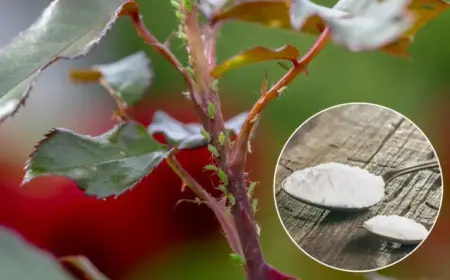 Natron gegen Blattläuse - Das Hausmittel richtig zubereiten und anwenden