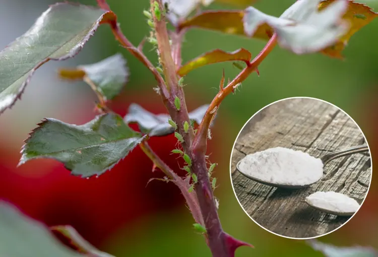 Natron gegen Blattläuse - Das Hausmittel richtig zubereiten und anwenden