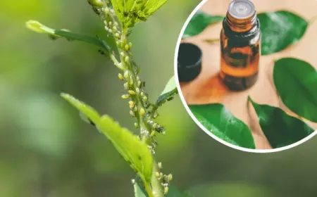 natürliches mittel gegen blattläuse teebaumöl