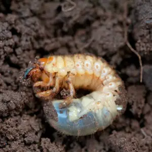 Nematoden gegen Engerlinge einsetzen - So machen Sie es richtig