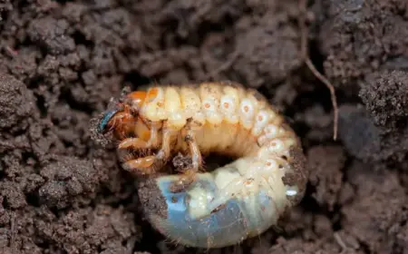 Nematoden gegen Engerlinge einsetzen - So machen Sie es richtig