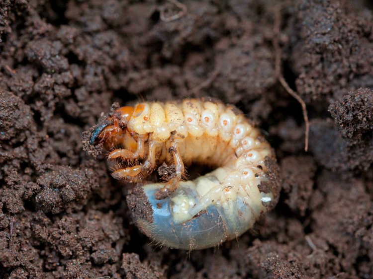 Nematoden gegen Engerlinge einsetzen - So machen Sie es richtig