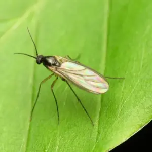 Nematoden gegen Trauermücken - Tipps für die Anwendung