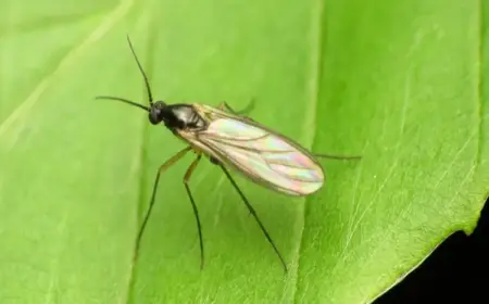 Nematoden gegen Trauermücken - Tipps für die Anwendung