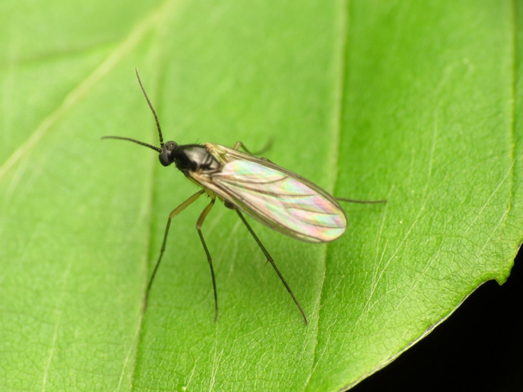 Nematoden gegen Trauermücken - Tipps für die Anwendung