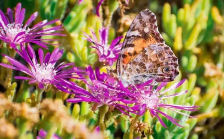 nuetzlinge-wie-schmetterlinge-im-garten-mit-sukkulenten-wie-rote-mittagsblume-anlocken