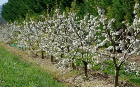 Obstbäume düngen - hilfreiche Gartentipps, wann und womit Sie das erledigen sollten