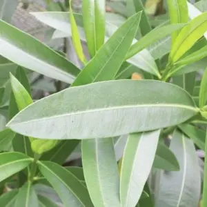 Oleander lässt Blätter hängen - Welche sind die häufigsten Ursachen?