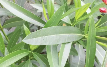 Oleander lässt Blätter hängen - Welche sind die häufigsten Ursachen?