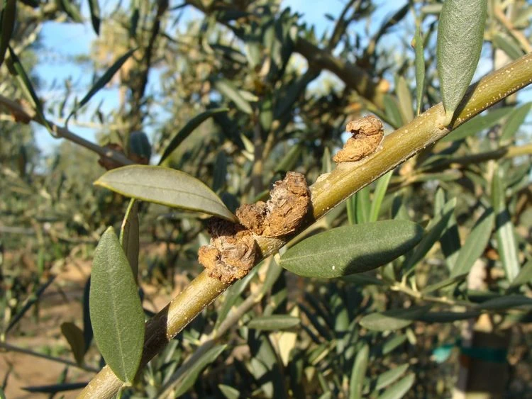 Oliven-Räude ist eine Krankheit, die Vertrocknung der Pflanze verursacht