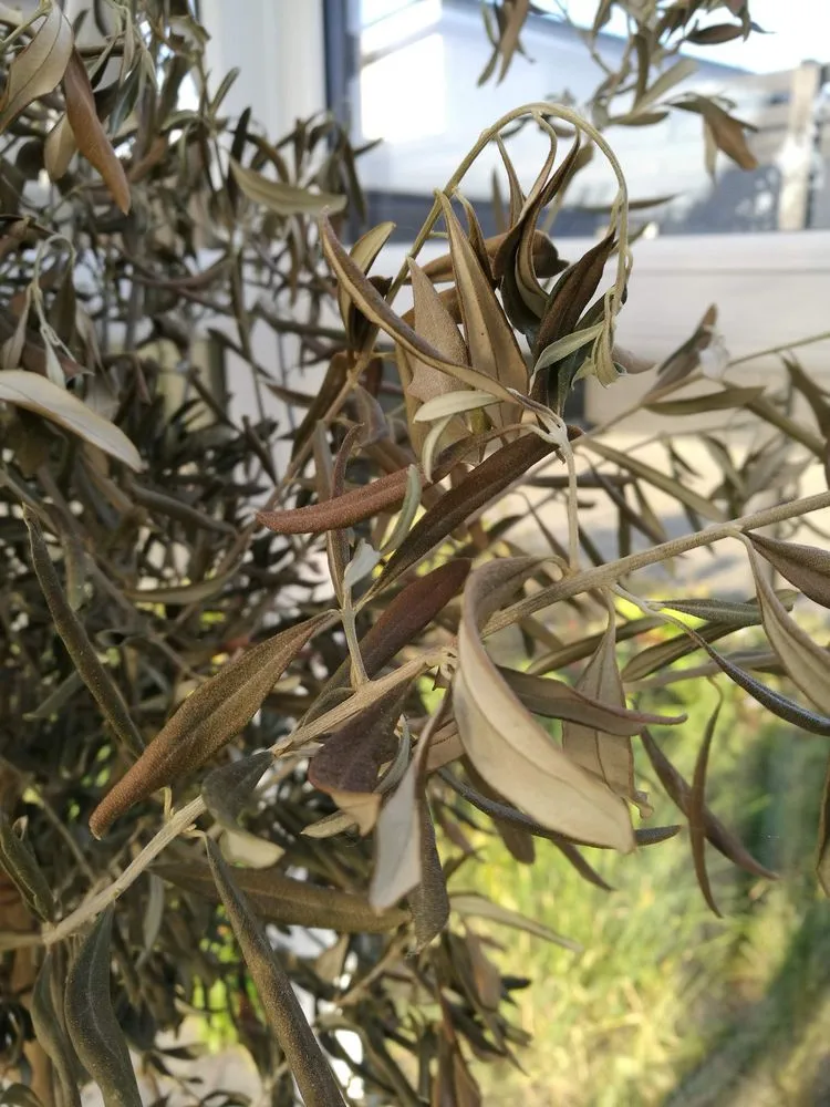 Olivenbaum vertrocknet wegen Überwässerung