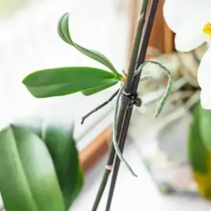 Orchideen Ableger einpflanzen - Lassen Sie ausreichend Wurzeln wachsen