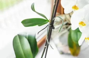 Orchideen Ableger einpflanzen - Lassen Sie ausreichend Wurzeln wachsen