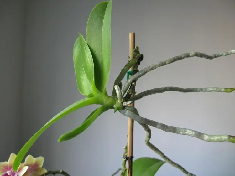 Orchideen Ableger einpflanzen - Wann und wie Sie die Kindel abtrennen
