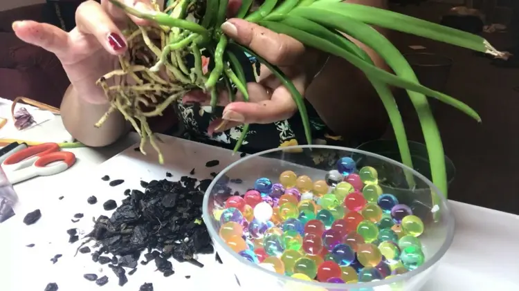 Orchideen im Glas mit Wasserperlen - Anleitung zum Einpflanzen und Pflegen