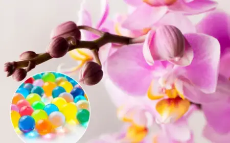 Orchideen im Glas mit Wasserperlen - Tipps zur Pflege und Vor- und Nachteile