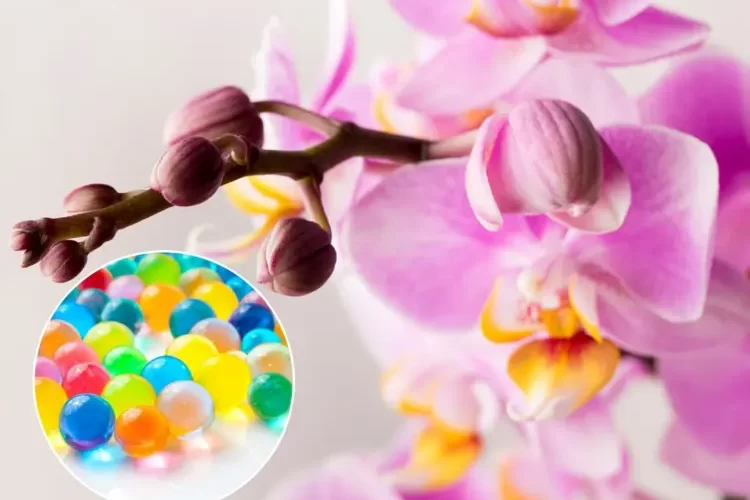 Orchideen im Glas mit Wasserperlen - Tipps zur Pflege und Vor- und Nachteile