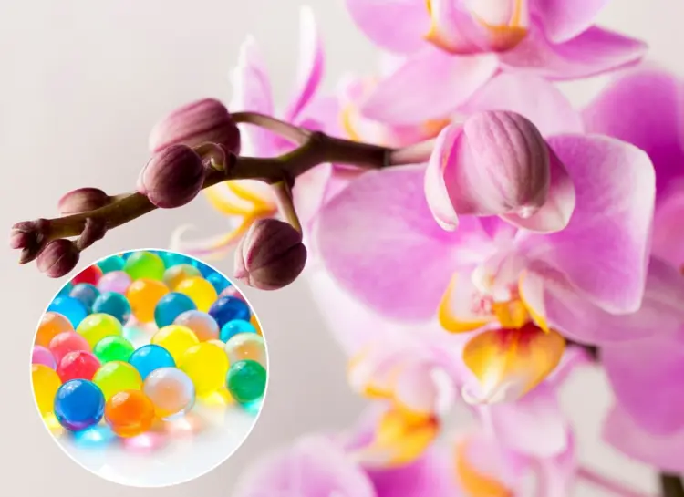Orchideen im Glas mit Wasserperlen - Tipps zur Pflege und Vor- und Nachteile
