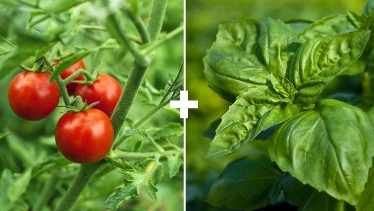 pflanzen gegen schädlinge tomaten und basilikum
