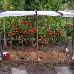 praktische-ueberdachung-zum-schutz-von-tomatenpflanzen-im-gartenbeet-installieren