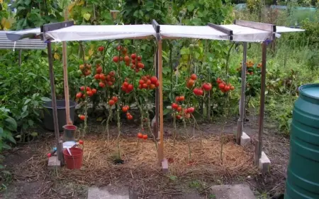 praktische-ueberdachung-zum-schutz-von-tomatenpflanzen-im-gartenbeet-installieren