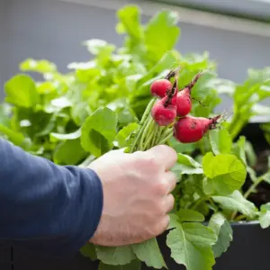 frische-und-knackige-radieschen-im-fruehling-auf-salaten-geniessen