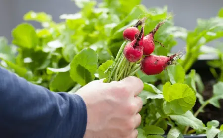 frische-und-knackige-radieschen-im-fruehling-auf-salaten-geniessen