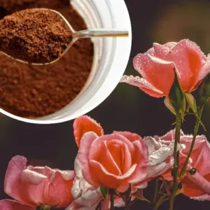 Rosen mit Kaffeesatz düngen oder nicht