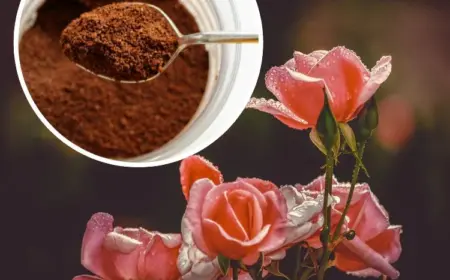 Rosen mit Kaffeesatz düngen oder nicht